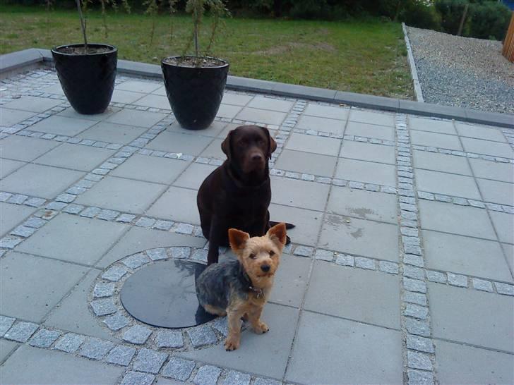 Yorkshire terrier Kurt - Kurt og Pumba billede 4