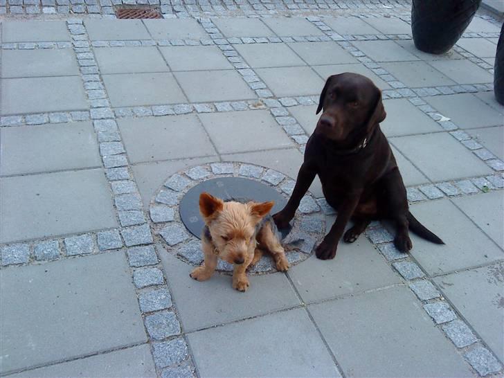 Yorkshire terrier Kurt - Kurt og Pumba billede 5