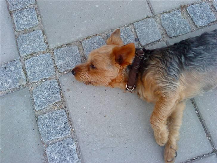 Yorkshire terrier Kurt - zzzzzzz.... billede 6