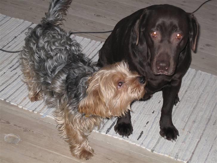 Yorkshire terrier Kurt - Hej Molly....! billede 7