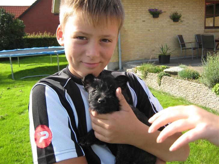 Cairn terrier Thea - Thea og frederik billede 10