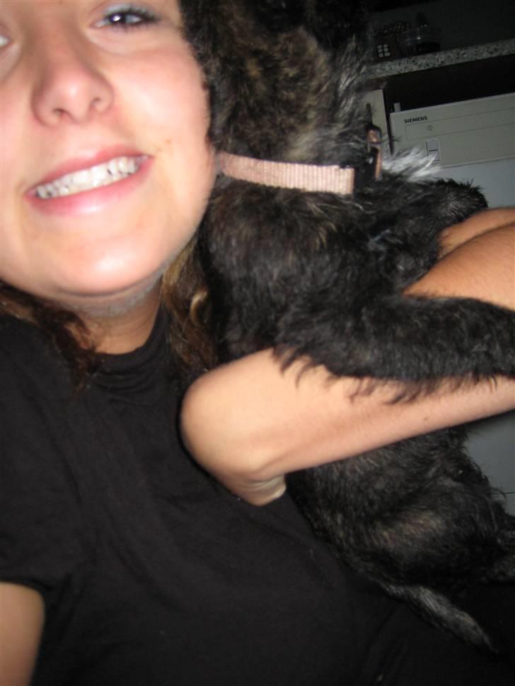 Cairn terrier Thea - Thea og katrine billede 11