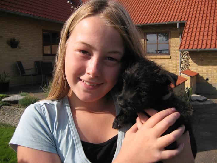 Cairn terrier Thea - Thea og laura billede 13