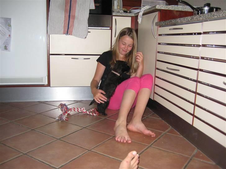 Cairn terrier Thea - Thea og laura billede 14