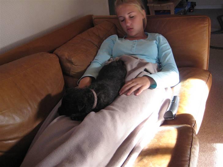 Cairn terrier Thea - Miiig og Thea sover samn billede 16