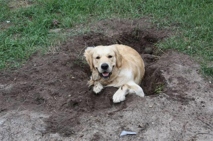 Golden retriever Casie *Englebarn* - Se mit fine store hul! billede 20