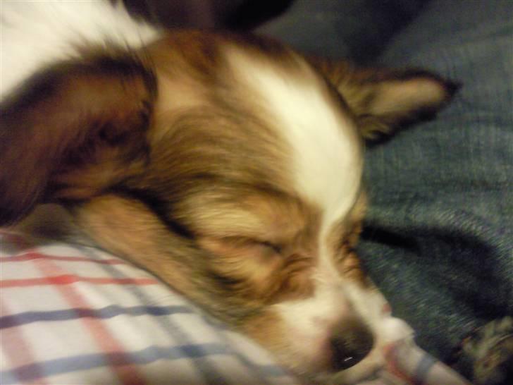 Papillon Mille billede 10