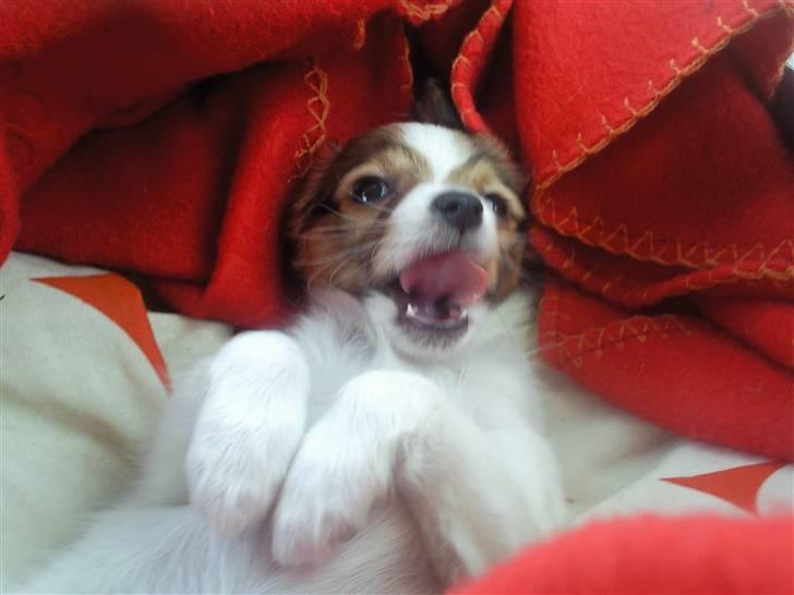 Papillon Mille billede 11