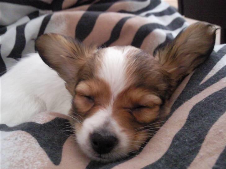 Papillon Mille billede 12