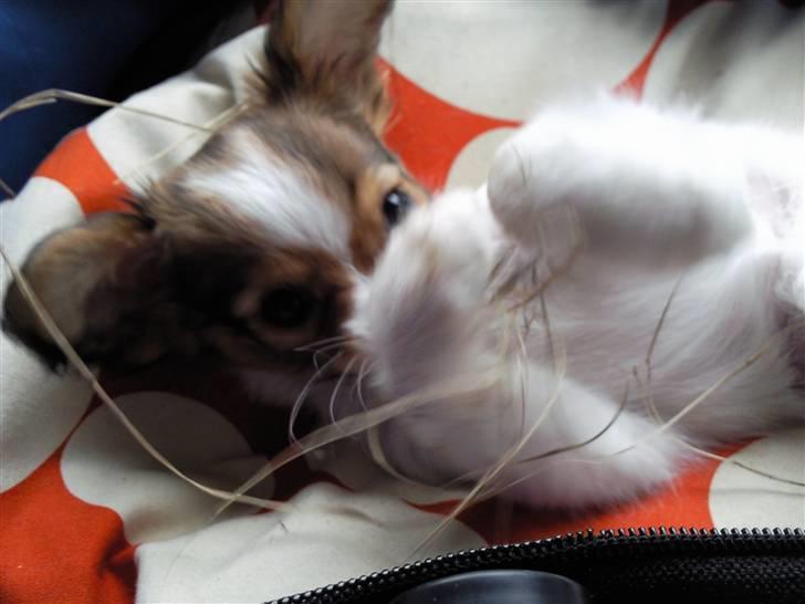 Papillon Mille billede 13