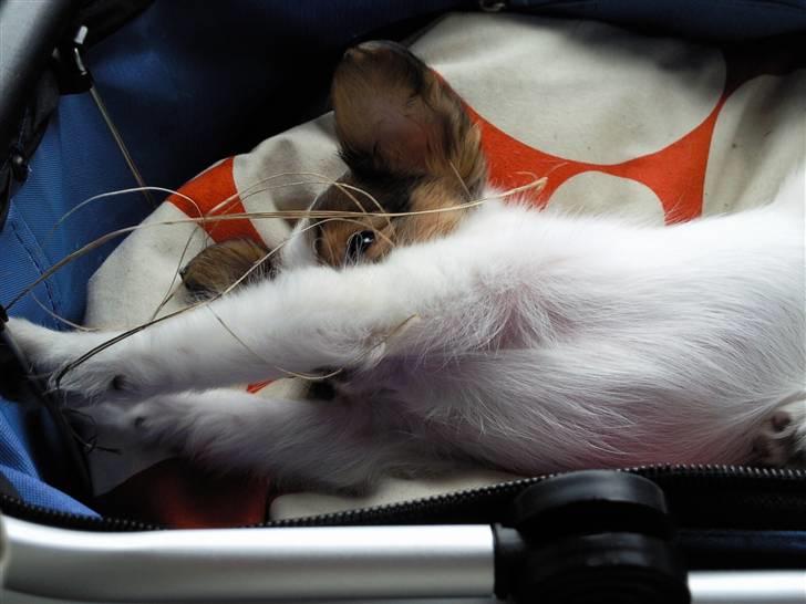 Papillon Mille billede 15