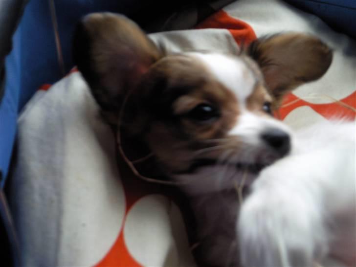 Papillon Mille billede 16