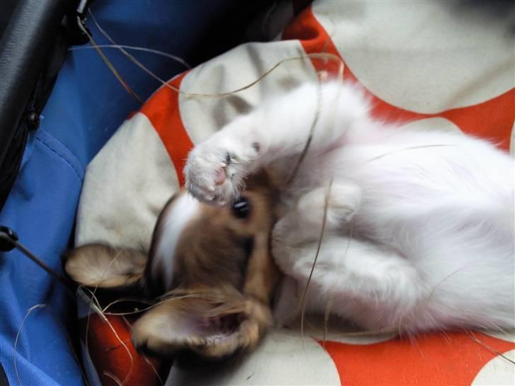 Papillon Mille billede 17