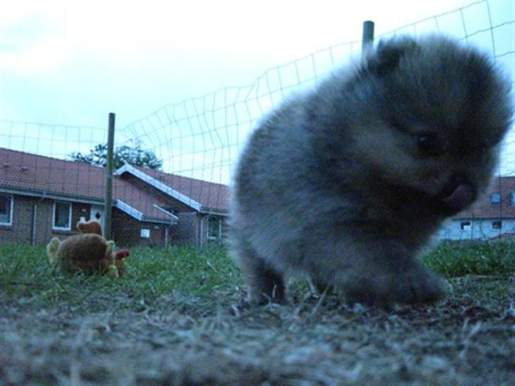 Pomeranian Topsy's Addie R.i.p billede 6