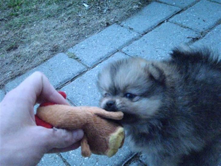 Pomeranian Topsy's Addie R.i.p billede 7