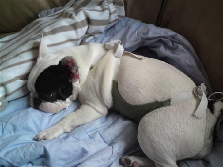 Fransk bulldog Chleo billede 16