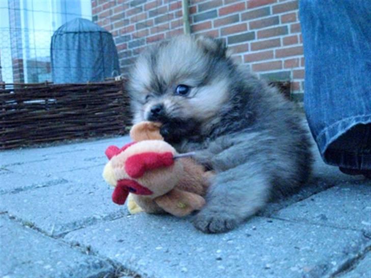 Pomeranian Topsy's Addie R.i.p billede 8