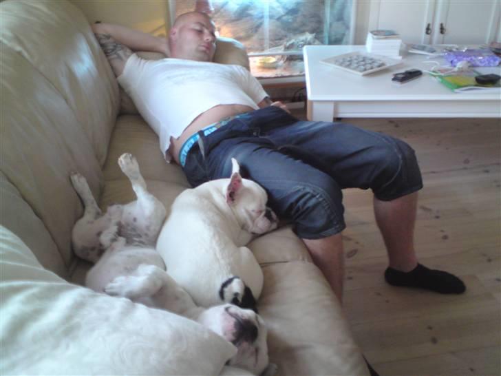 Fransk bulldog Chleo billede 17