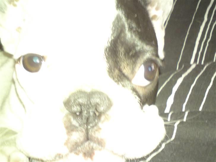 Fransk bulldog Chleo billede 18