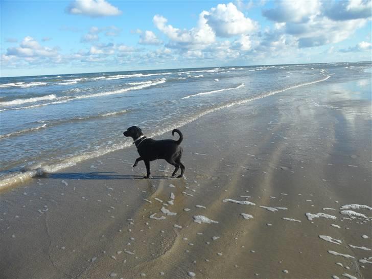 Labrador retriever Trille - går på stedet billede 9