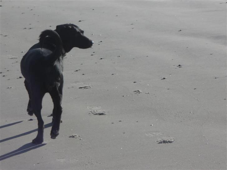 Labrador retriever Trille - tal til nusen billede 10