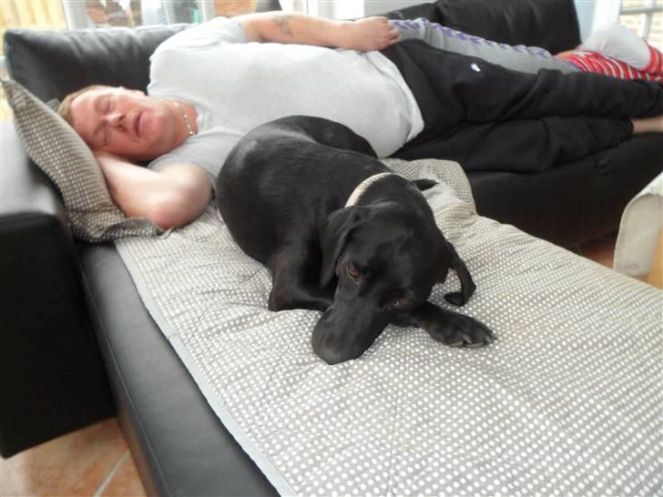 Labrador retriever Trille - far og jeg tag en morfar på sofa  billede 11