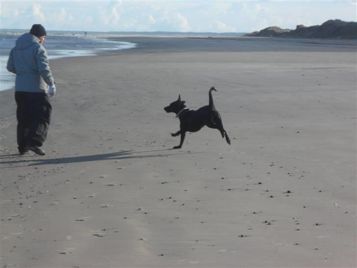 Labrador retriever Trille - tak for i så med billede 12
