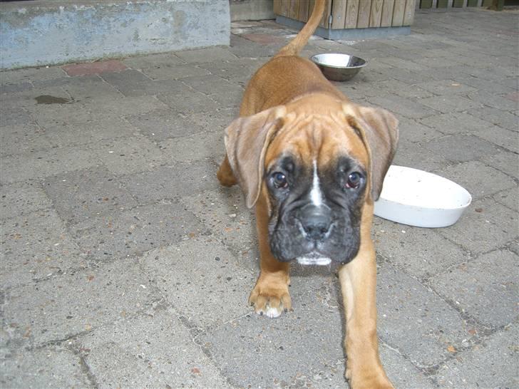 Boxer Rocko - 7 uger og 3 dage... Uhh så er det om lidt jeg skal hente den lille trold. billede 7