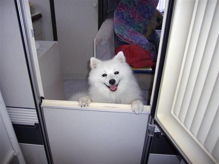 Japansk spids Yoshi - Luk mig da lige ud! billede 12