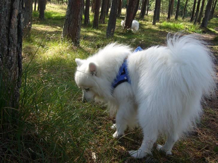 Japansk spids Yoshi - En tur i hundeskoven, ihh der dufter. billede 13