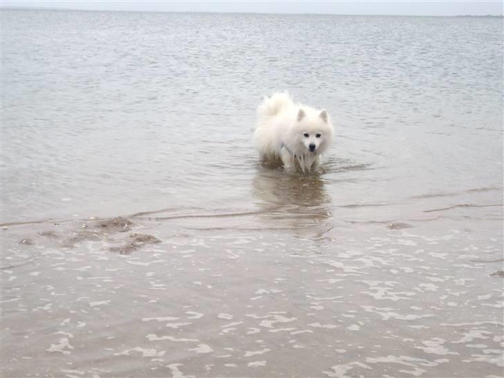 Japansk spids Yoshi - Det er altså svært at få den krabbe op. billede 14