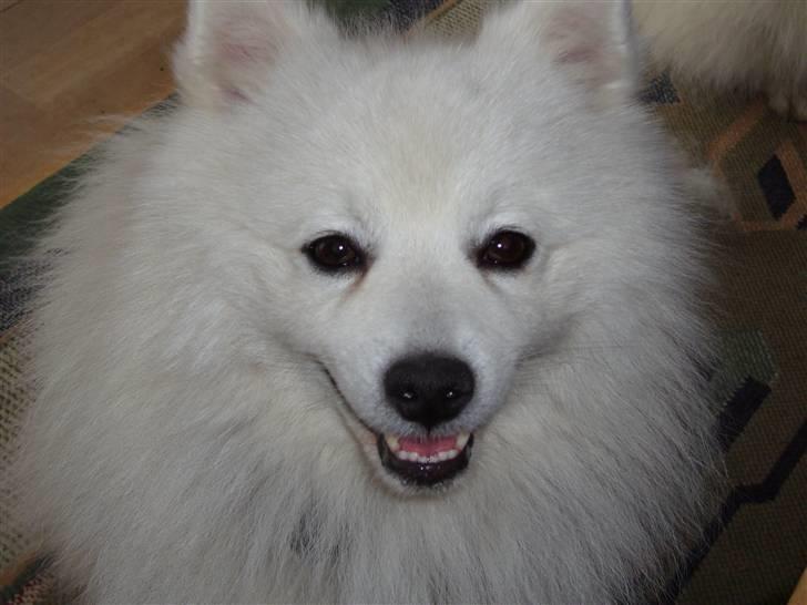 Japansk spids Yoshi - Yoshi den smukke billede 15