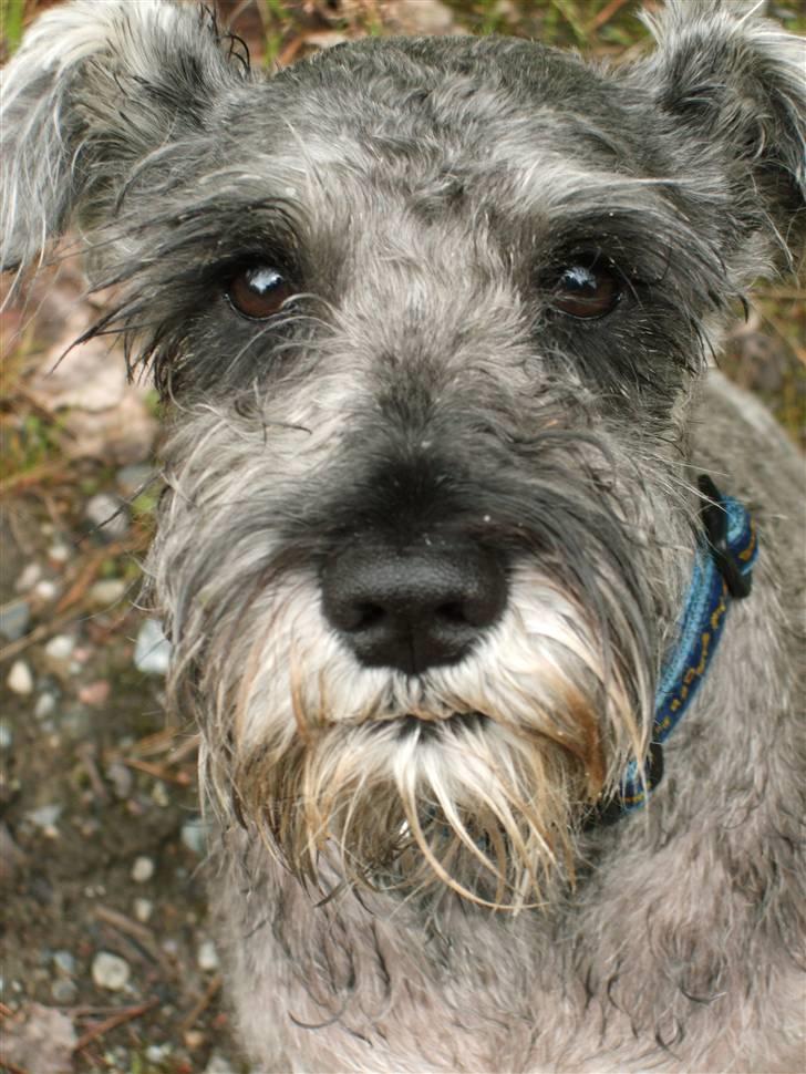 Dvaergschnauzer KJØNGS PABLO tilbyder avl - VELKOMMEN TIL PABLOS PROFIL, LIG GERNE EN KOMMENTAR OG EN BEDØMMELSE::::::::   billede 1