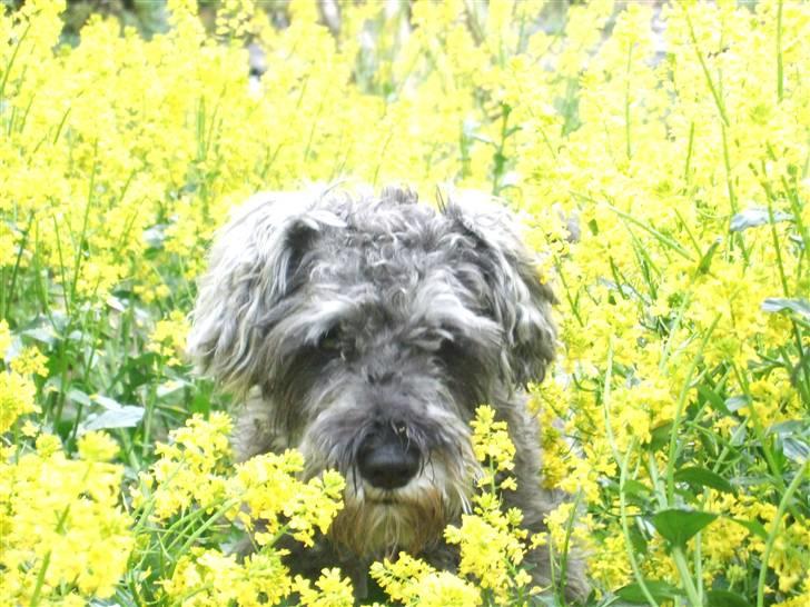 Dvaergschnauzer KJØNGS PABLO tilbyder avl - ahhh.. her dufter.. GODT!! billede 2