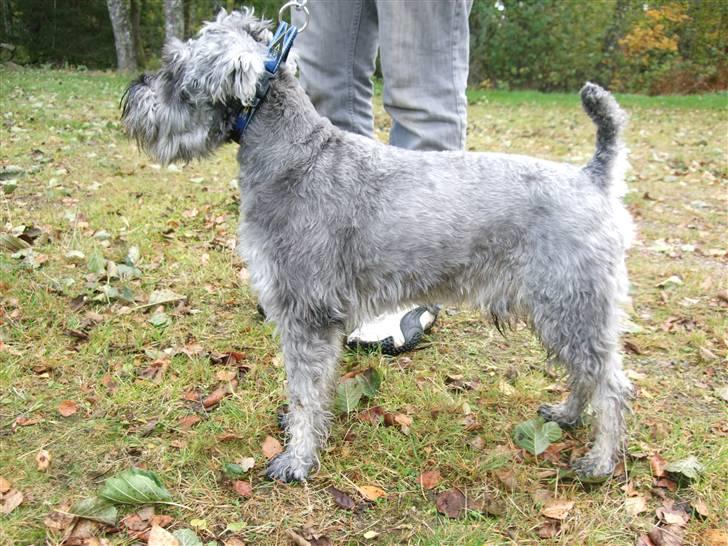 Dvaergschnauzer KJØNGS PABLO tilbyder avl billede 3