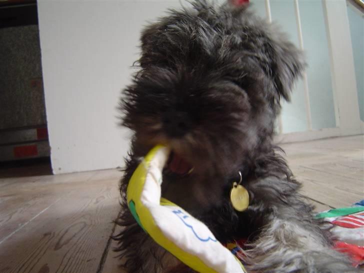 Dvaergschnauzer KJØNGS PABLO tilbyder avl - 10 uger gammel :D billede 4