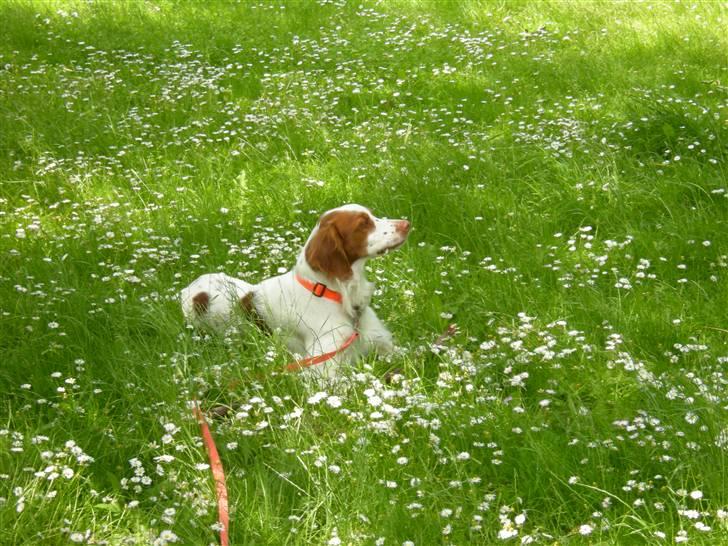 Breton Gaston billede 4