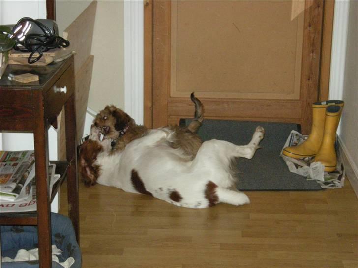 Breton Gaston billede 6