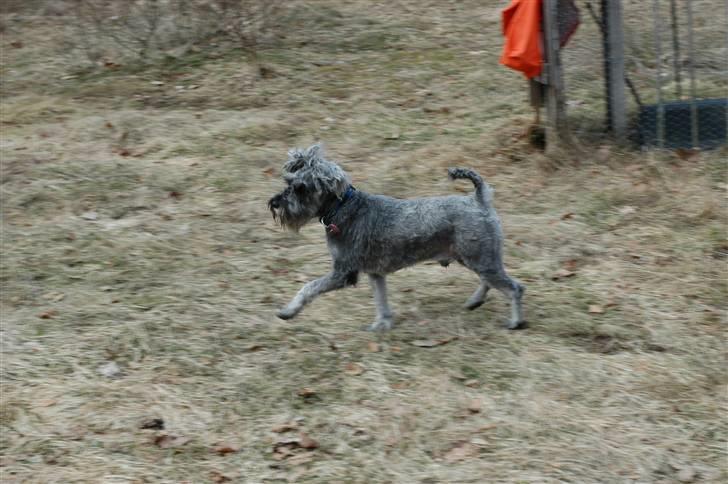 Dvaergschnauzer KJØNGS PABLO tilbyder avl - smukke pablo i sverige. foto: frida billede 5