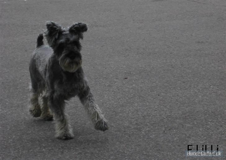 Dvaergschnauzer KJØNGS PABLO tilbyder avl - se mig!! billede 6