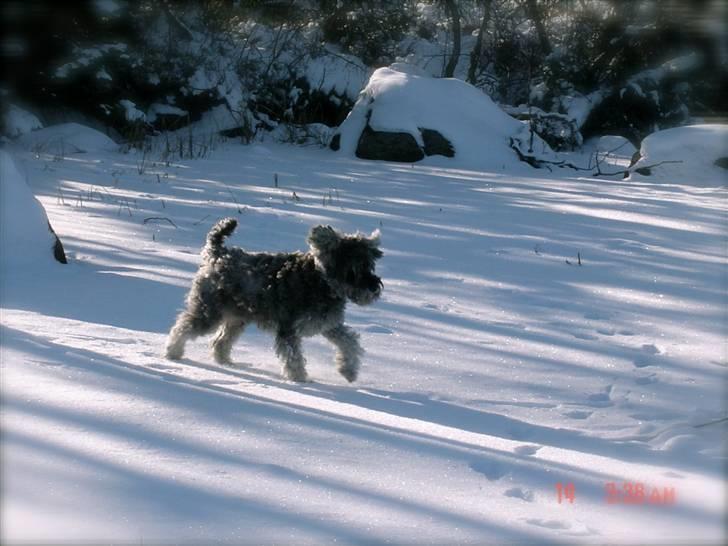 Dvaergschnauzer KJØNGS PABLO tilbyder avl - fordi du elsker sne ;D billede 7