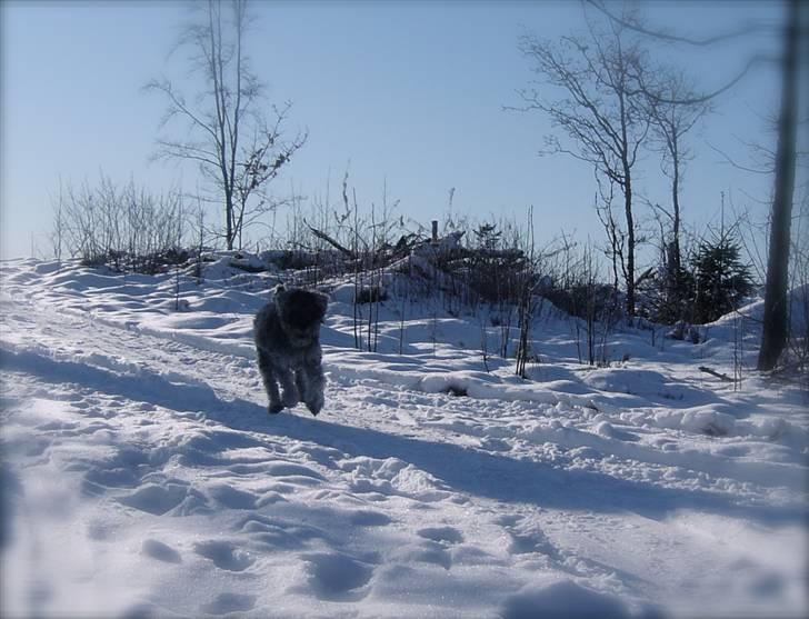 Dvaergschnauzer KJØNGS PABLO tilbyder avl - pablo i sneen :D billede 8