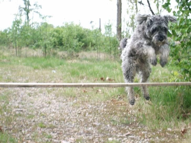 Dvaergschnauzer KJØNGS PABLO tilbyder avl - hooooooooooop billede 9