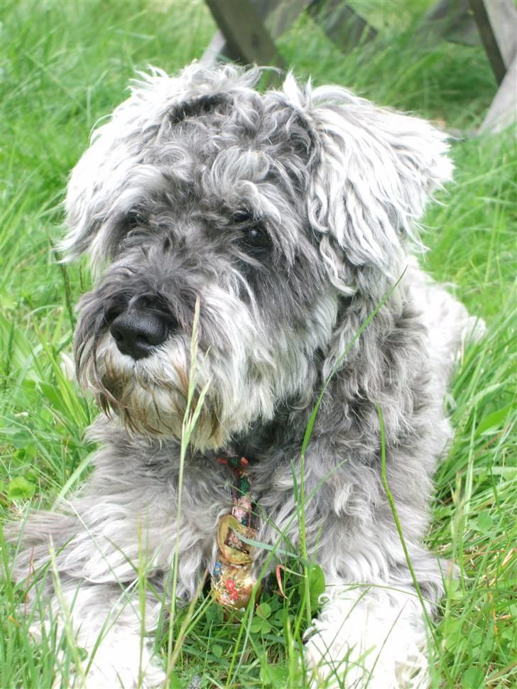 Dvaergschnauzer KJØNGS PABLO tilbyder avl - wuuuuuFFF billede 10