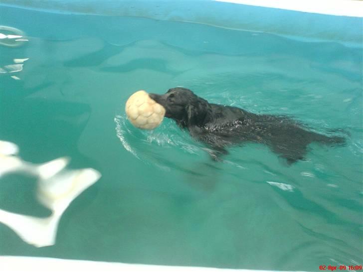 Kleiner münsterländer Bølle <3 - på karmdal :D<3 billede 17