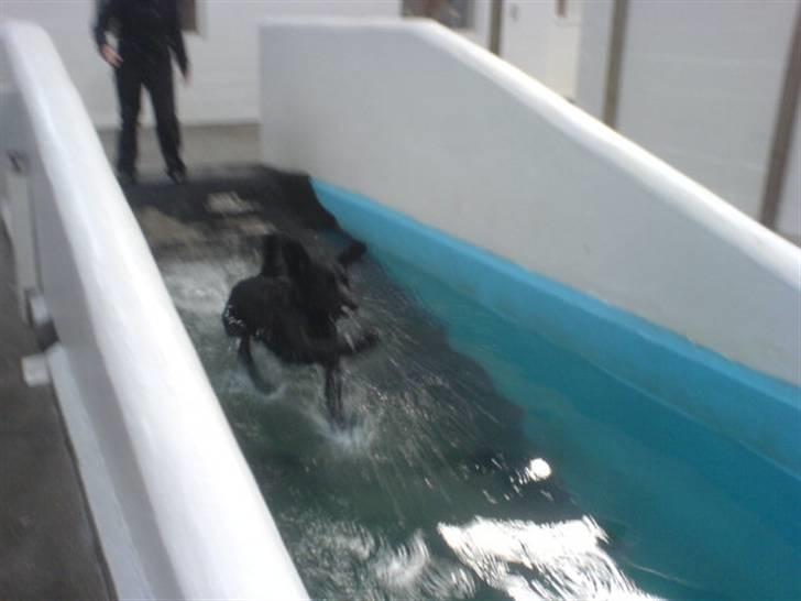 Kleiner münsterländer Bølle <3 - på karmdal :D<3 billede 9