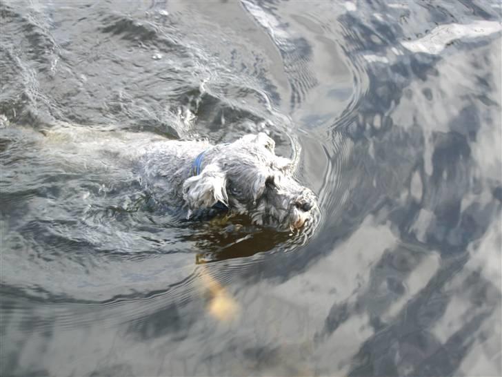 Dvaergschnauzer KJØNGS PABLO tilbyder avl - uhhh det er koldt billede 11