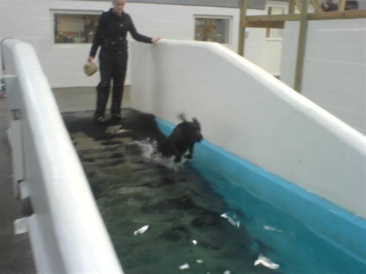 Kleiner münsterländer Bølle <3 - på karmdal :D<3 billede 18