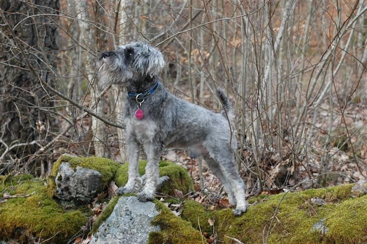Dvaergschnauzer KJØNGS PABLO tilbyder avl - pablo i sverie. foto: frida billede 12