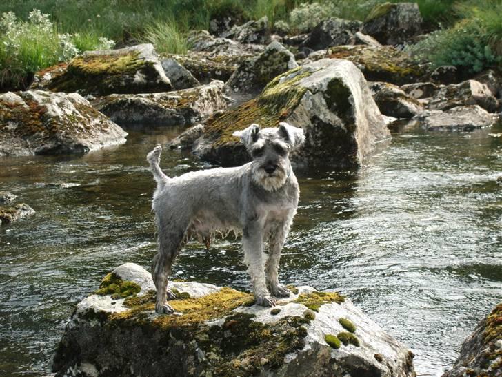 Dvaergschnauzer KJØNGS PABLO tilbyder avl - såå smuk billede 13